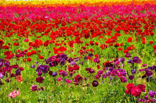 Kleurrijke Ranunculus veld — Stockfoto