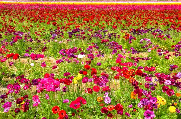 Kleurrijke Ranunculus veld — Stockfoto