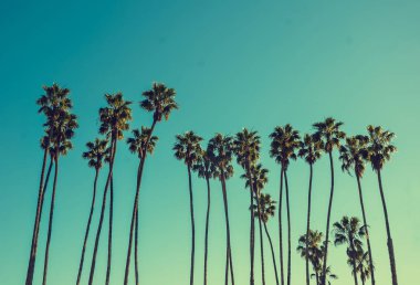 Mavi gökyüzü arka plan California yüksek avucunda