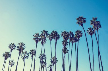Mavi gökyüzü arka plan California yüksek avucunda