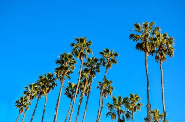 Mavi gökyüzü arka plan California yüksek avucunda