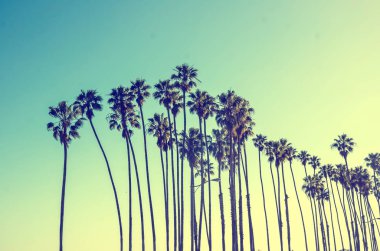 Mavi gökyüzü arka plan California yüksek avucunda