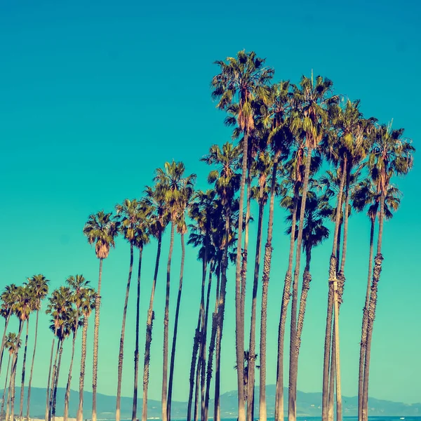 California high palms on the blue sky background — Stock Photo, Image