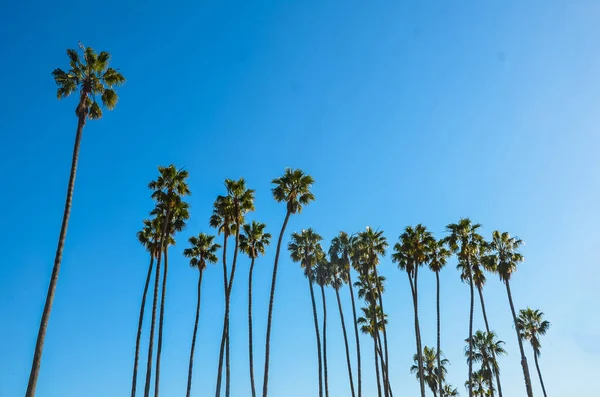 Palmeras altas de California sobre el fondo azul del cielo — Foto de Stock