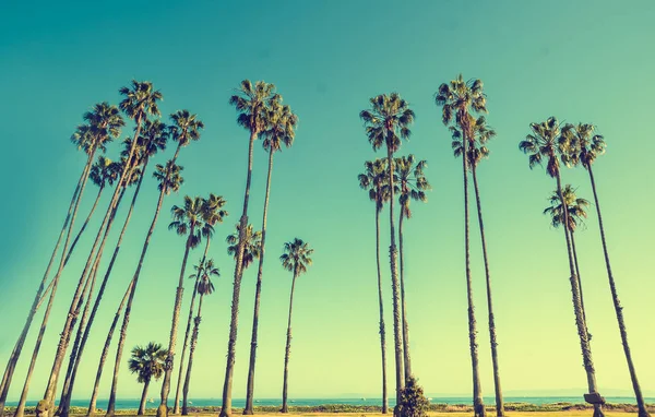 Californië hight palmen op de blauwe hemelachtergrond — Stockfoto