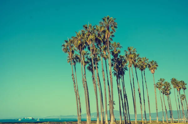 Palmeras altas de California sobre el fondo azul del cielo —  Fotos de Stock