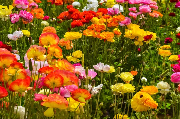 Fargerik Ranunculus-felt – stockfoto