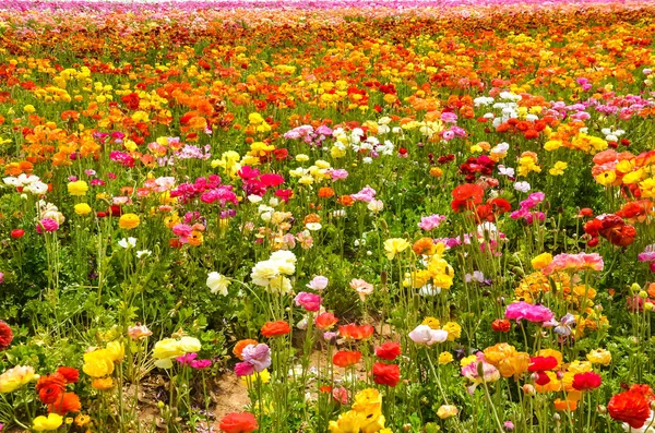 Colorful Ranunculus field — Stock Photo, Image
