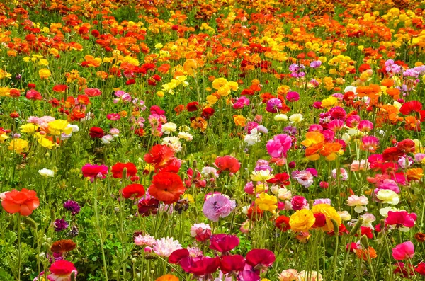 Campo colorato di Ranunculus — Foto Stock