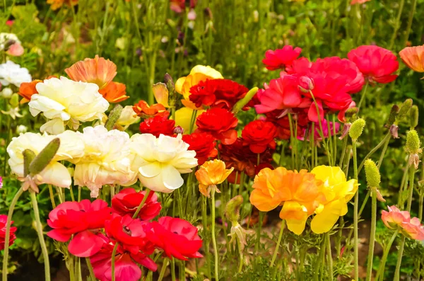 Campo de Ranunculus colorido — Fotografia de Stock