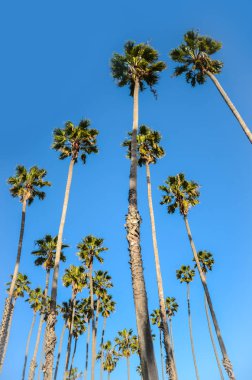 Mavi gökyüzü arka plan California yüksek avucunda