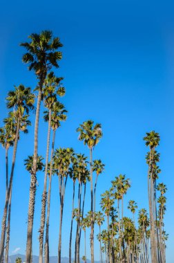 Mavi gökyüzü arka plan California yüksek avucunda