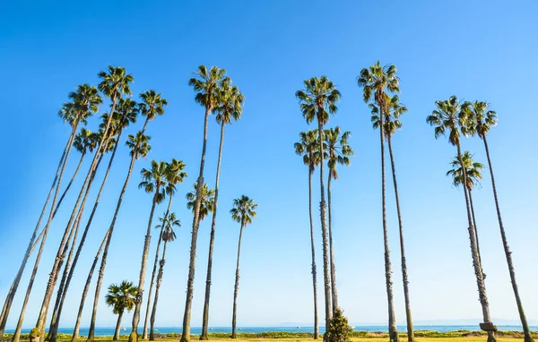 California palme alte sullo sfondo cielo blu — Foto Stock