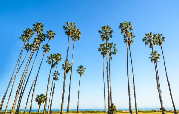 California höga palmer på blå himmel bakgrund — Stockfoto