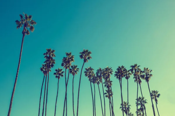 California höga palmer på stranden, blå himmel bakgrund — Stockfoto