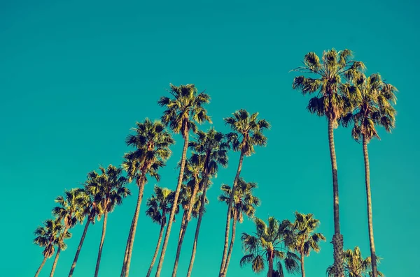 California high palms on the beach, blue sky background — Stock Photo, Image