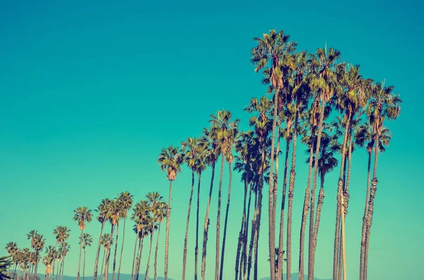 Καλιφόρνια υψηλής φοίνικες στο φόντο παραλία, μπλε ουρανό — Φωτογραφία Αρχείου