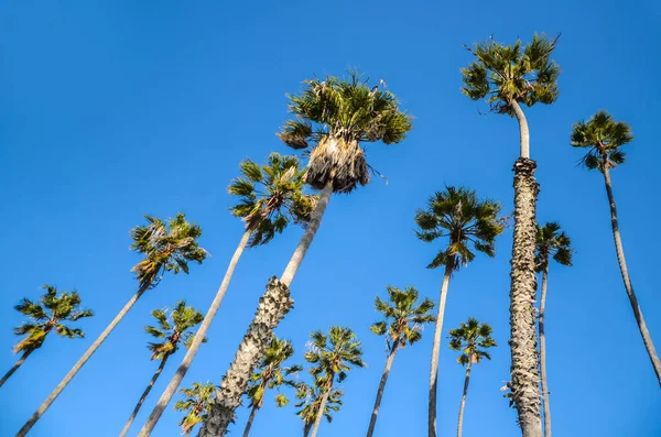 Palmeras altas de California sobre el fondo azul del cielo — Foto de Stock