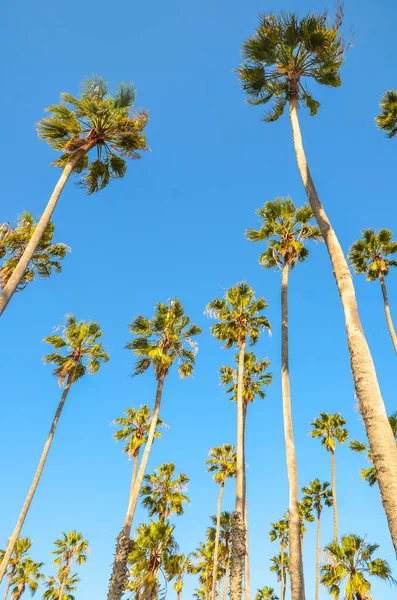 Californie paumes hautes sur le fond bleu ciel — Photo