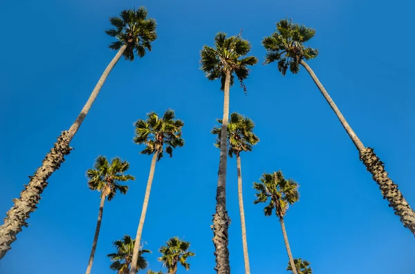 Palmeras altas de California sobre el fondo azul del cielo — Foto de Stock