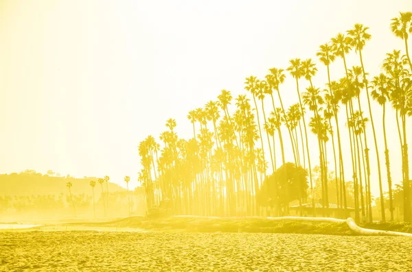 California palme alte sulla spiaggia, sfondo cielo blu — Foto Stock