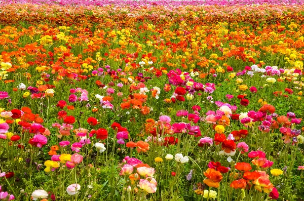 Kleurrijke Ranunculus veld — Stockfoto