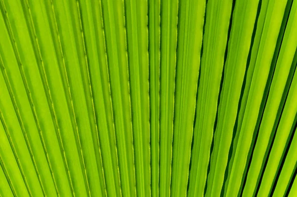 Palm leaf bakgrund på nära håll — Stockfoto