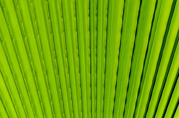 Fondo de hoja de palma de cerca —  Fotos de Stock