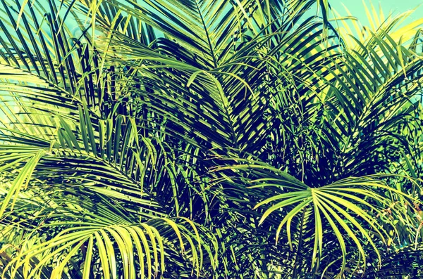 Palmblad bakgrund — Stockfoto