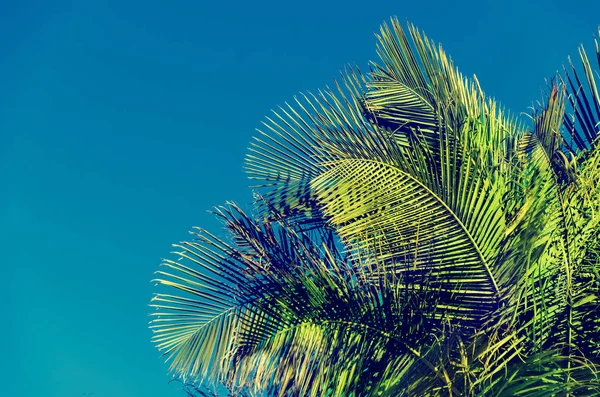 Palm bladeren achtergrond met blauwe lucht — Stockfoto