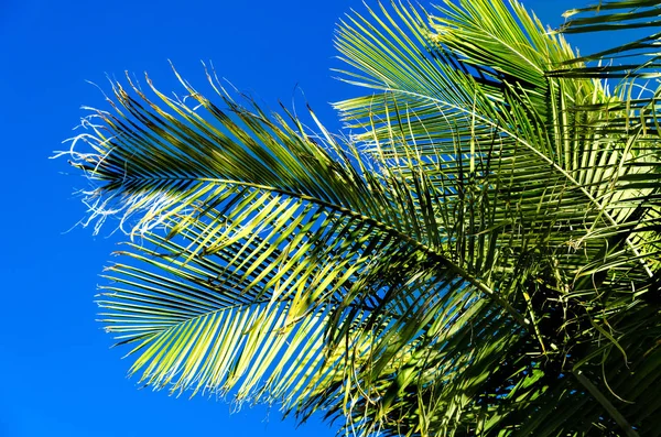 Palmbladeren achtergrond — Stockfoto