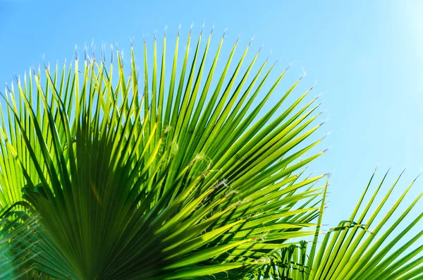 Palmbladeren achtergrond — Stockfoto