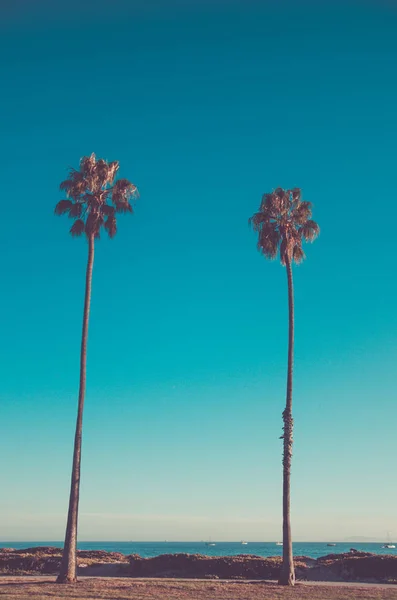 Palmeras altas de California en la playa, fondo azul del cielo — Foto de Stock