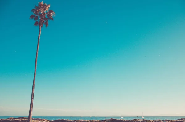 Palmeras altas de California en la playa, fondo azul del cielo — Foto de Stock