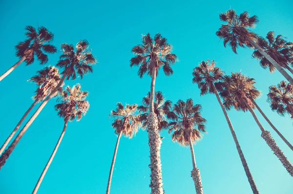 California high palms on the beach, blue sky background — Stock Photo, Image