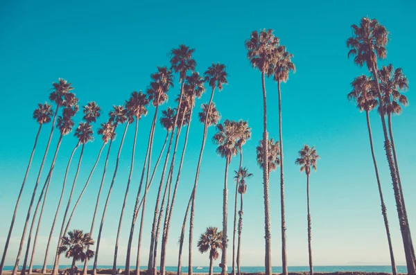 Califórnia altas palmas na praia, fundo céu azul Imagem De Stock