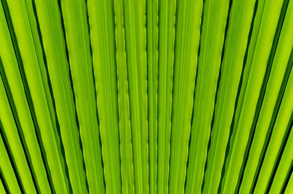 Palm leaf bakgrund på nära håll — Stockfoto