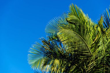 palmiye yaprakları arka plan 