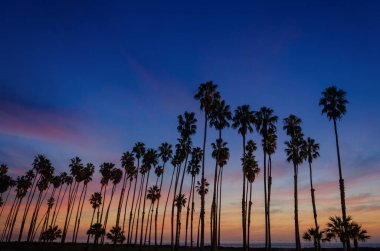 Santa Barbara, California'dan palmiye ağaçları ile tropikal plaj günbatımı