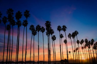 Santa Barbara, California'dan palmiye ağaçları ile tropikal plaj günbatımı