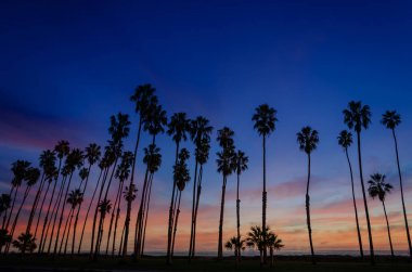 Santa Barbara, California'dan palmiye ağaçları ile tropikal plaj günbatımı