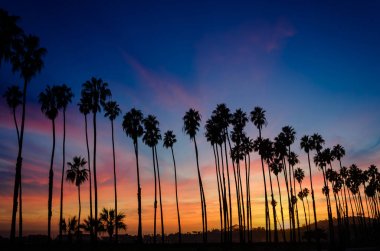 Santa Barbara, California'dan palmiye ağaçları ile tropikal plaj günbatımı