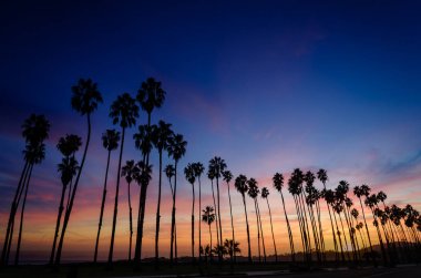 Santa Barbara, California'dan palmiye ağaçları ile tropikal plaj günbatımı