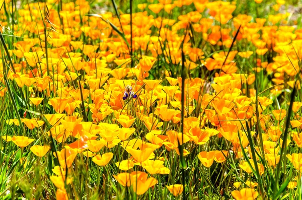 Kalifornien goldenes mohnfeld, kalifornien mohn — Stockfoto