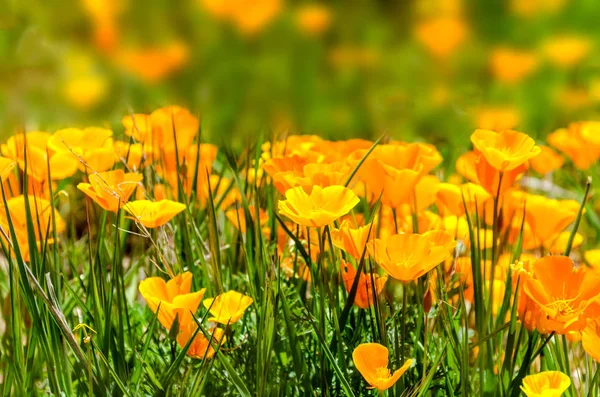 California Golden Poppy field, california poppies Stock Image