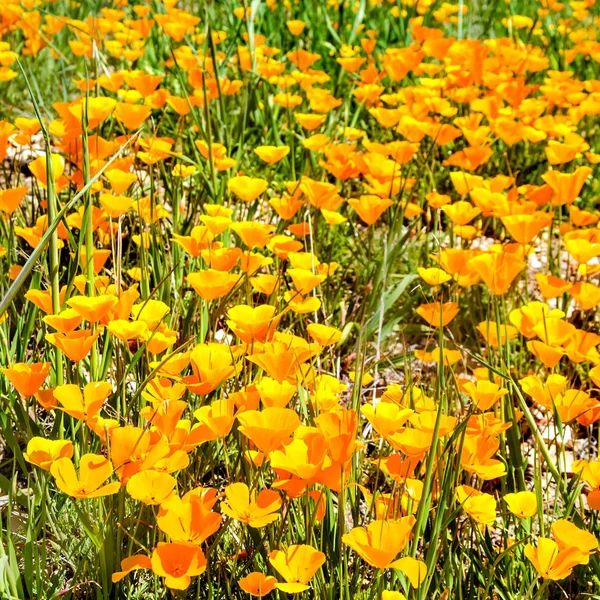 Kalifornien goldenes mohnfeld, kalifornien mohn — Stockfoto