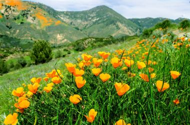 California Golden Poppy alan, california haşhaş