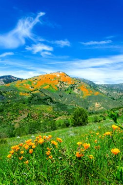 California Golden Poppy alan, california haşhaş