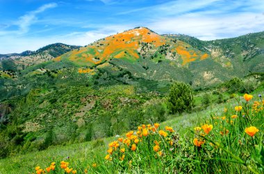 California Golden Poppy alan, california haşhaş