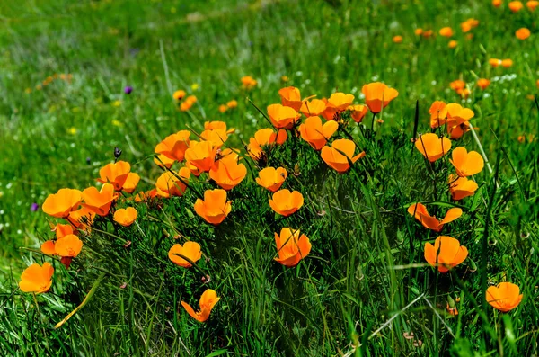 Kalifornien goldenes mohnfeld, kalifornien mohn — Stockfoto